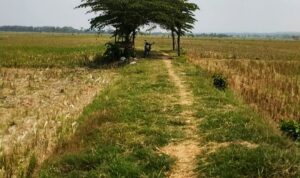 Foto : Sawah milik warga yang mengering karena kurangnya sumber air (ist)